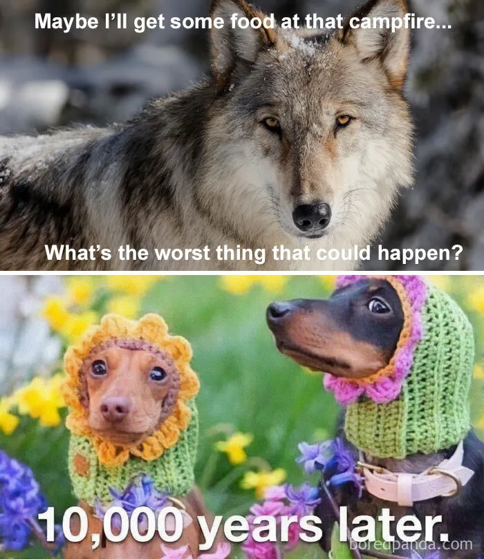 Excellent Evolution