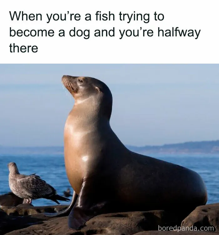Evolution Stuff