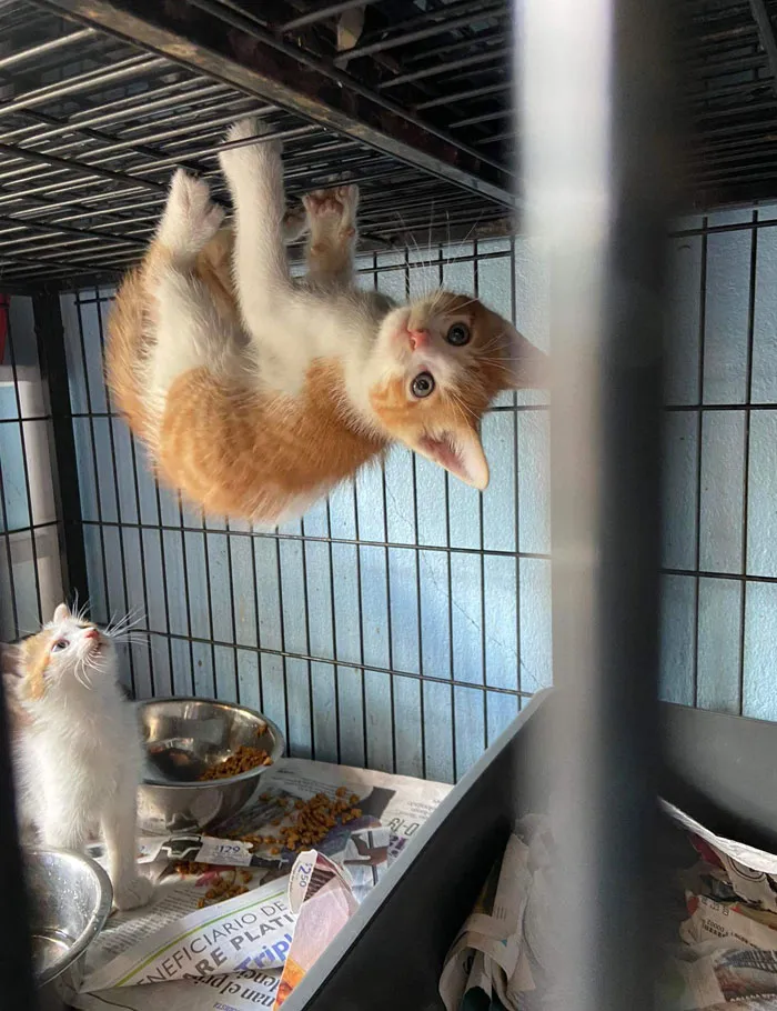 50 Fotos adorables de animales que son demasiado buenas como para no compartirlas