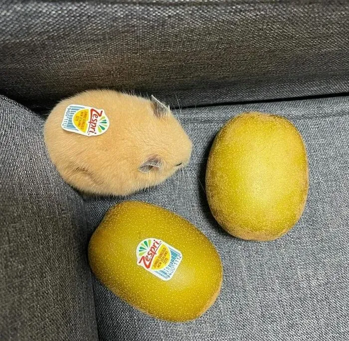 50 Fotos adorables de animales que son demasiado buenas como para no compartirlas