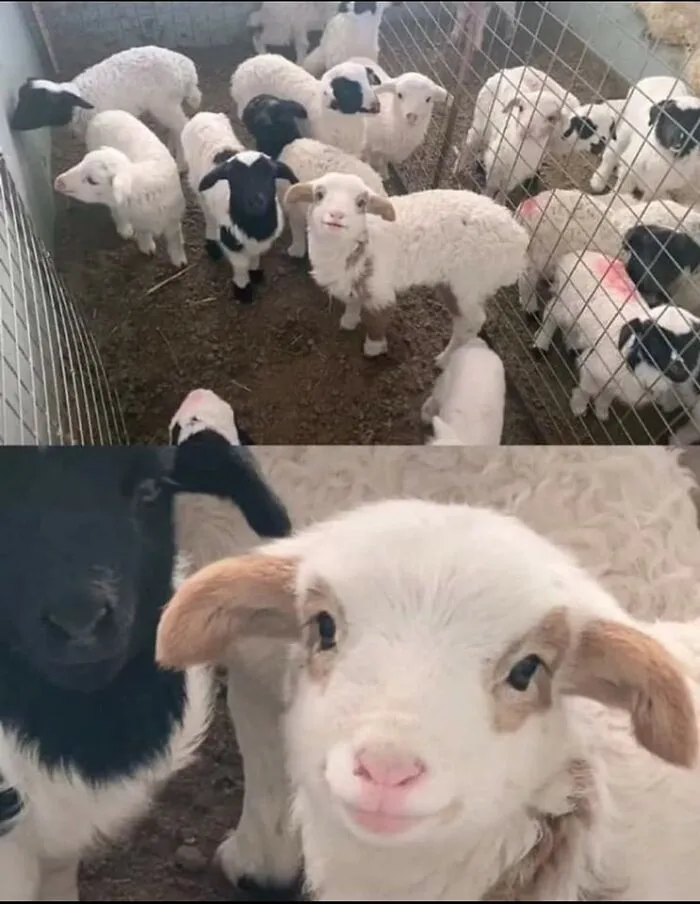 50 Awesome Animal Photos That Were Too Important Not To Share (New Pics)