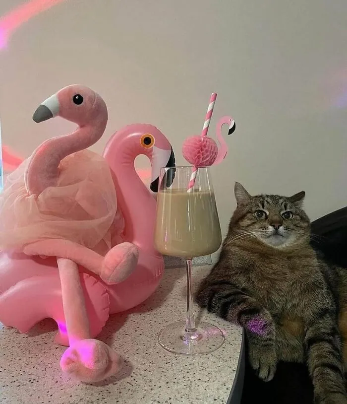50 Awesome Animal Photos That Were Too Important Not To Share (New Pics)