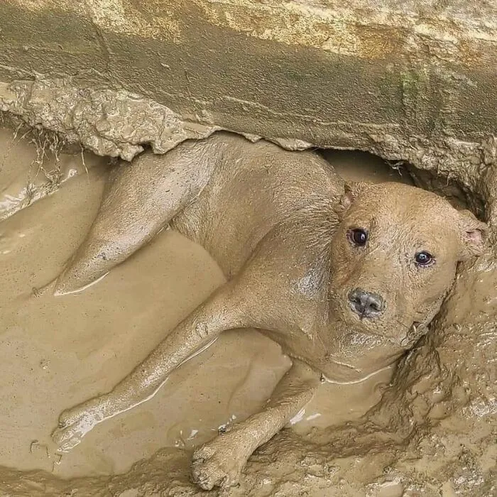 50 Awesome Animal Photos That Were Too Important Not To Share (New Pics)