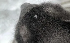 50 Awesome Animal Photos That Were Too Important Not To Share (New Pics)