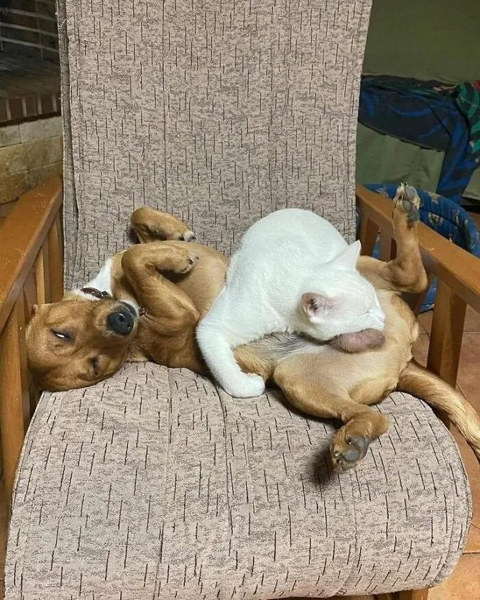 50 Fotos adorables de animales que son demasiado buenas como para no compartirlas