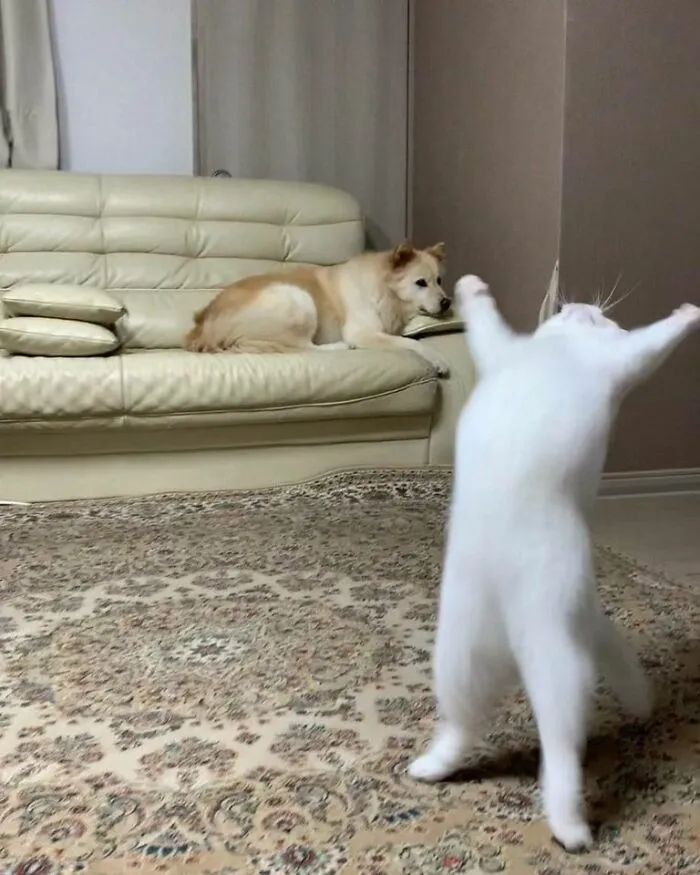 50 Fotos adorables de animales que son demasiado buenas como para no compartirlas