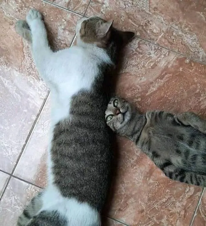 50 Fotos adorables de animales que son demasiado buenas como para no compartirlas