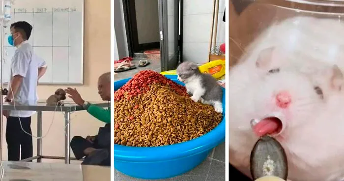 50 Awesome Animal Photos That Were Too Important Not To Share (New Pics)