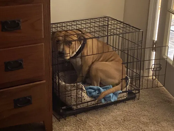 Alguien estaba celoso de la cama de su hermano, que es mucho más pequeño. Sí, él tiene una cama propia perfectamente funcional