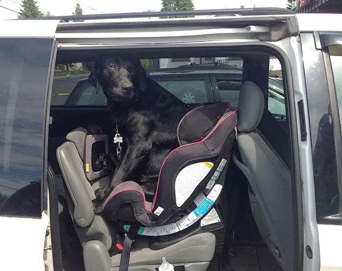 I Think My Dog Is Jealous Of The Baby