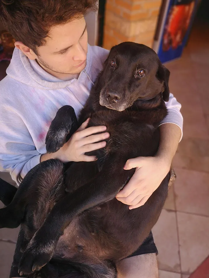 This Is Athena, She Is A 9-Year-Old Labrador. As You Can See She's A Chunker But She Gets Jealous When She Sees Our Smaller Dogs On Our Laps And Throws A Fit