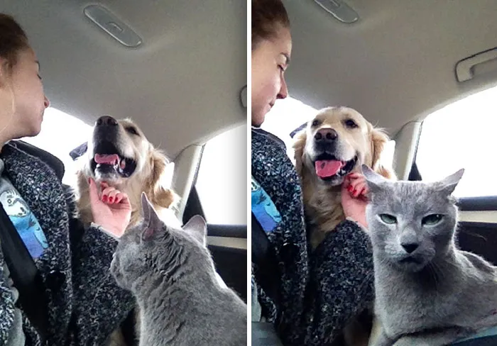My Cat Cat Disapproves Of Human/Dog Love. I Didn't Even Know She Could Do That Face