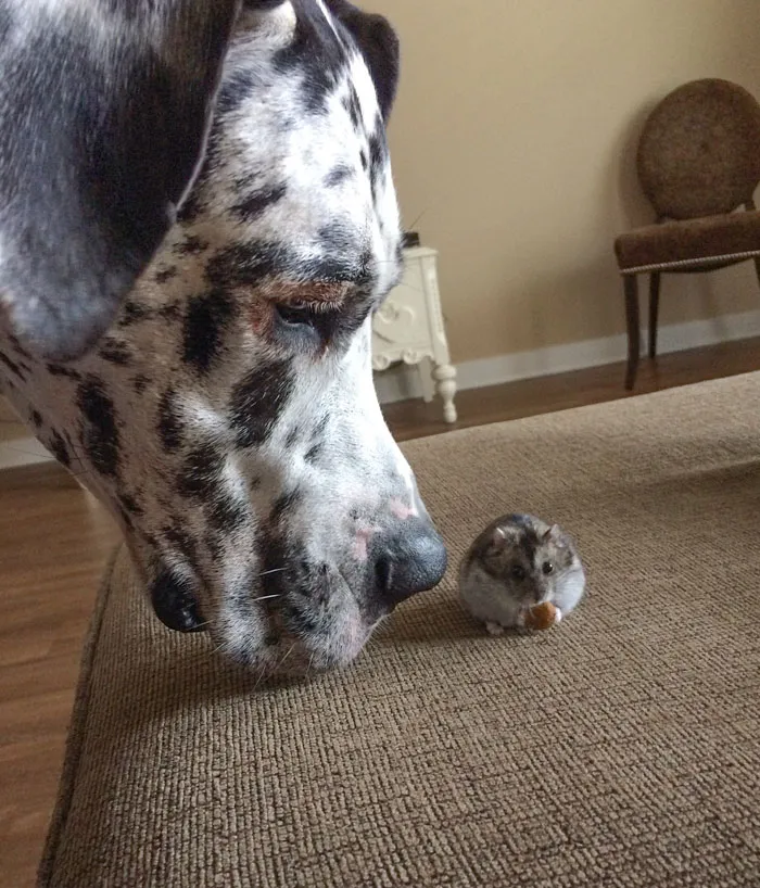 My Dane Is Jealous Of A Hamster Eating His Kibble