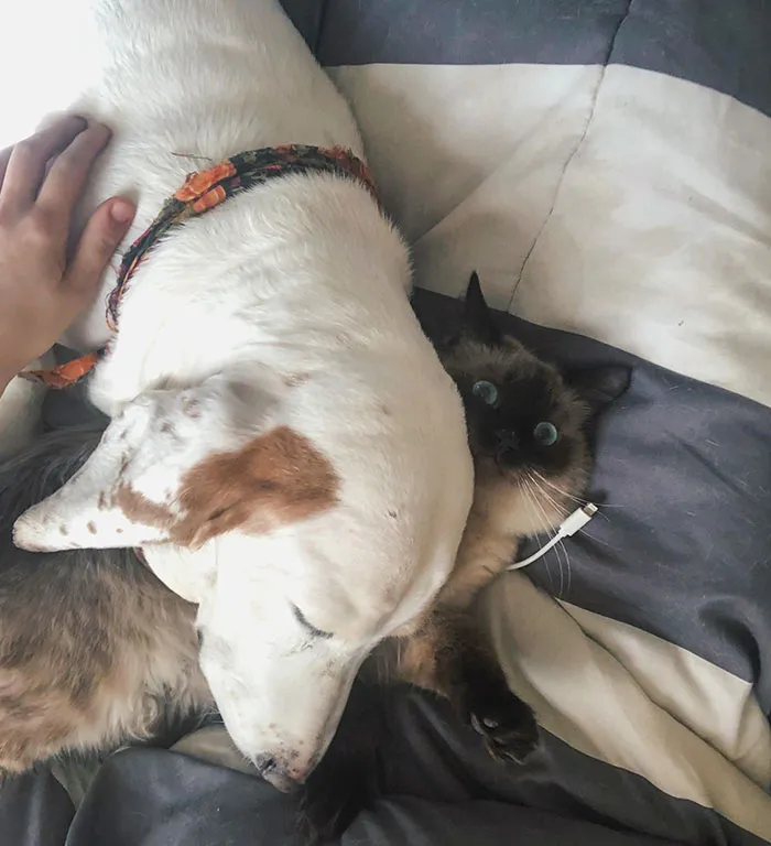 My Dog Got Way Too Jealous When I Was Cuddling With My Cat. Walked Over, Nudged Him Off Me, Then Just Laid On Top Of Him