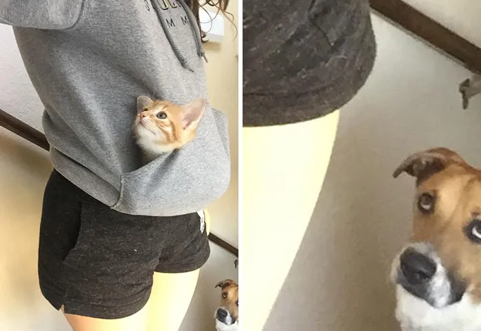 My Niece Picked Her Name, So Meet Kiwi! That's Cruz Down There Jealous He Can't Also Be Carried Around