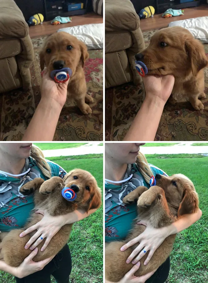 This Is Roger. He Gets Jealous Of His Human Baby Brother. Acts Out By Stealing Pacifiers And Demanding To Be Held