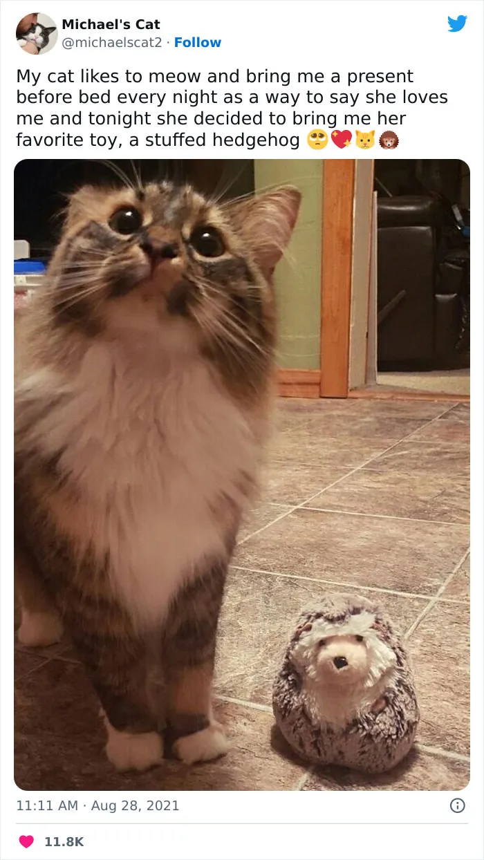 50 Of The Best Cat Posts That Are Impossible Not To Scroll Through