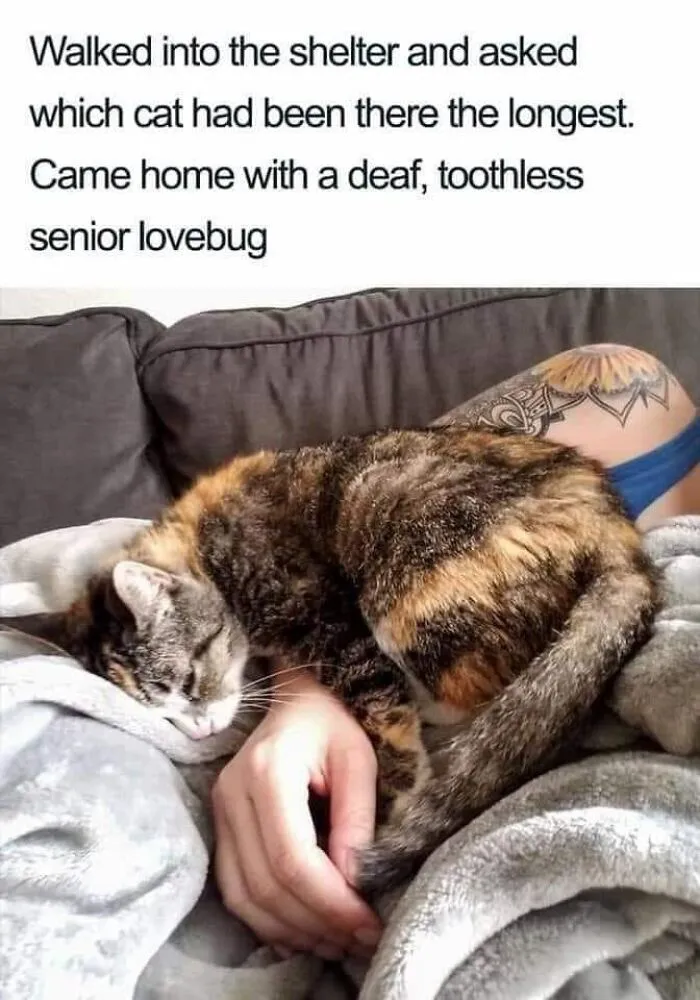 50 Of The Best Cat Posts That Are Impossible Not To Scroll Through