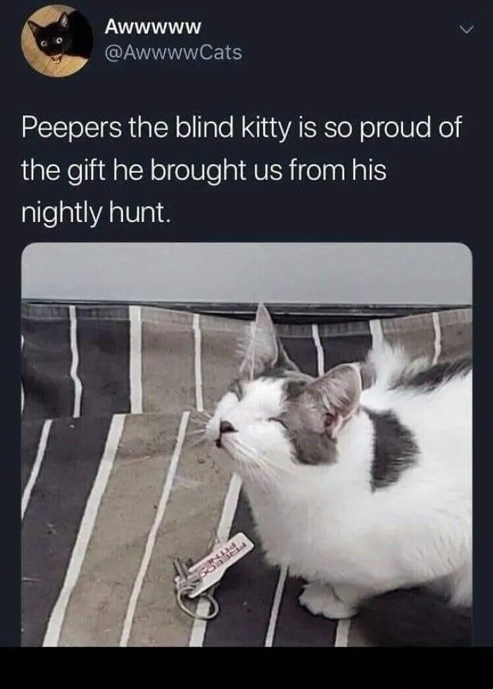 50 Of The Best Cat Posts That Are Impossible Not To Scroll Through
