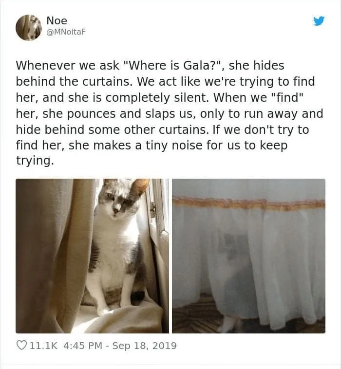 50 Of The Best Cat Posts That Are Impossible Not To Scroll Through