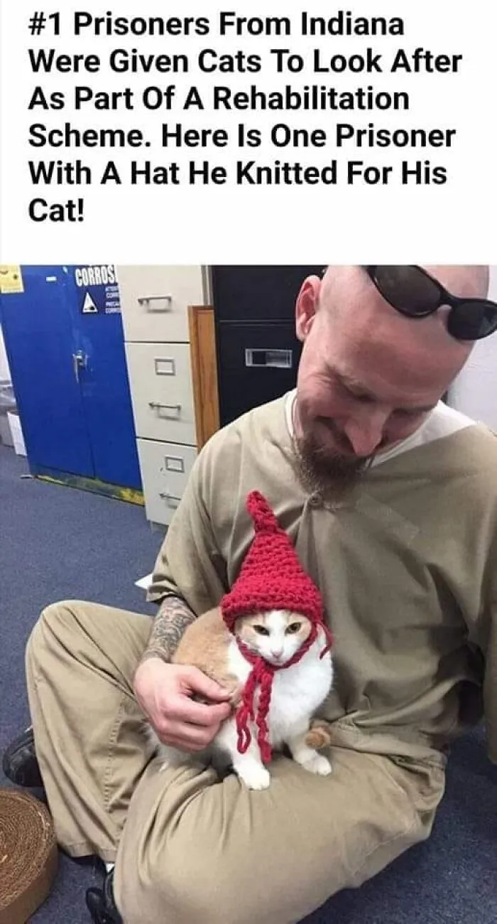 50 Of The Best Cat Posts That Are Impossible Not To Scroll Through