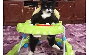 50 Of The Best Cat Posts That Are Impossible Not To Scroll Through