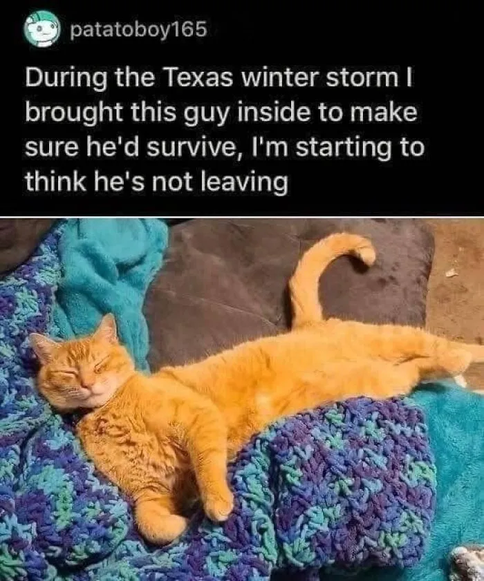 50 Of The Best Cat Posts That Are Impossible Not To Scroll Through