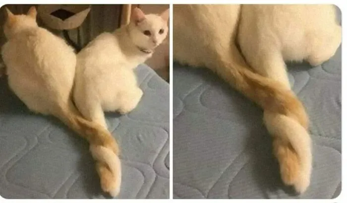 20 Divertidas publicaciones de gatos que sus dueños tenían que compartir con el mundo