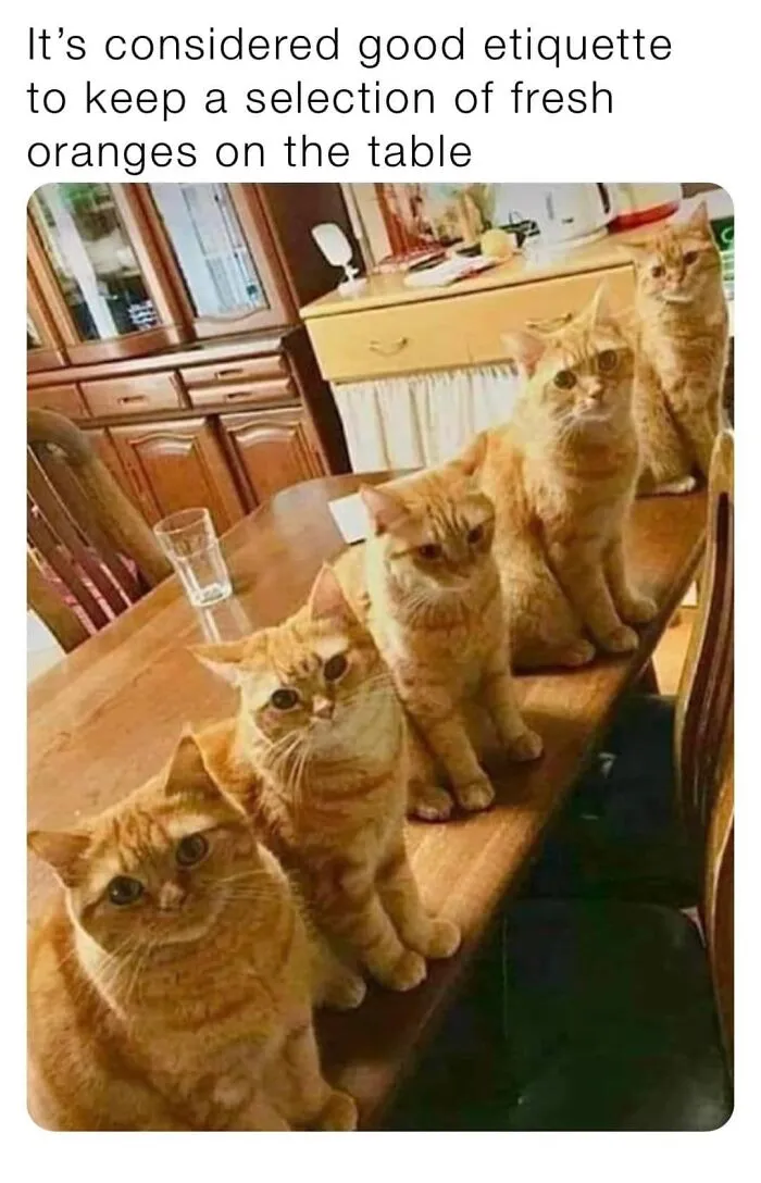 50 Of The Best Cat Posts That Are Impossible Not To Scroll Through