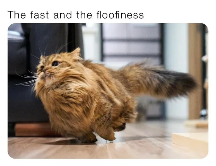 50 Of The Best Cat Posts That Are Impossible Not To Scroll Through
