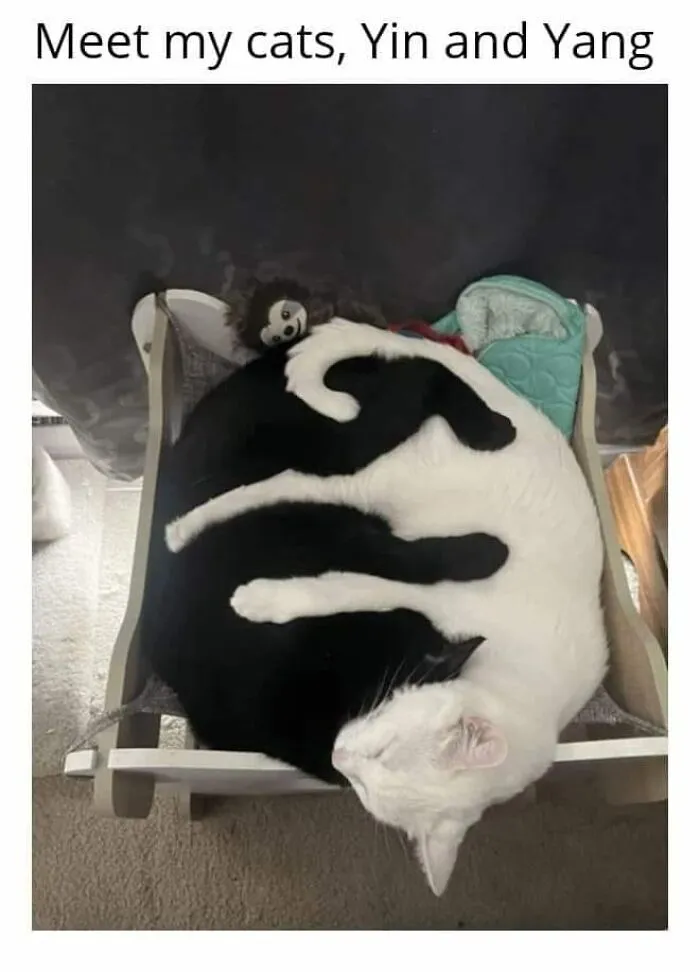 50 Of The Best Cat Posts That Are Impossible Not To Scroll Through