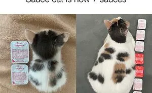 50 Of The Best Cat Posts That Are Impossible Not To Scroll Through