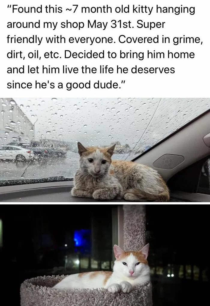 50 Of The Best Cat Posts That Are Impossible Not To Scroll Through