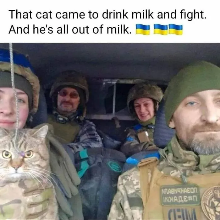 50 Of The Best Cat Posts That Are Impossible Not To Scroll Through