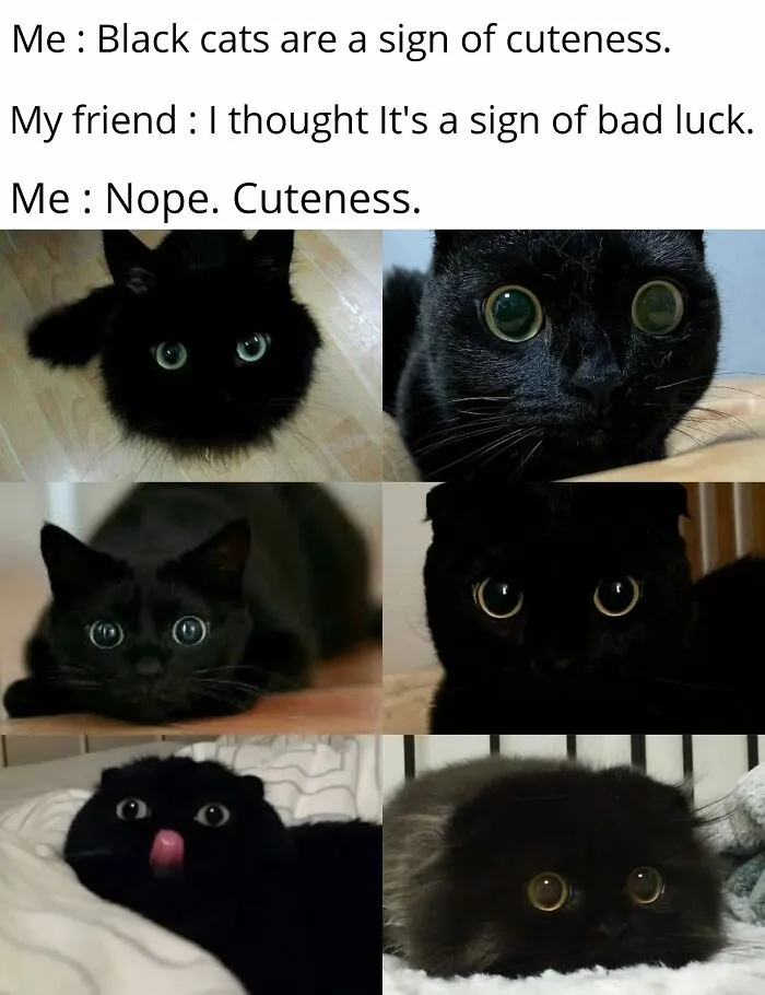 50 Of The Best Cat Posts That Are Impossible Not To Scroll Through