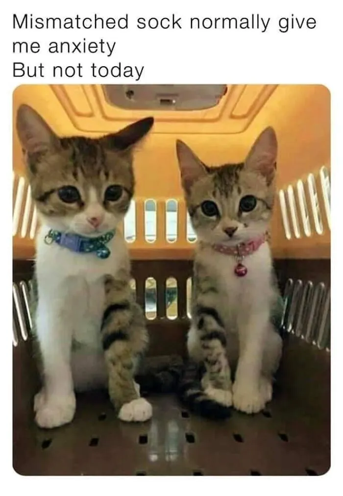 50 Of The Best Cat Posts That Are Impossible Not To Scroll Through