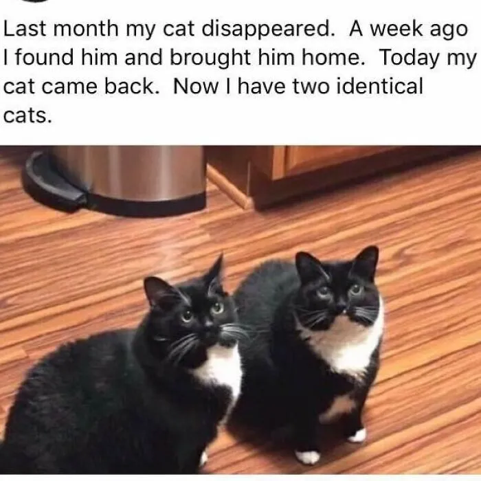 50 Of The Best Cat Posts That Are Impossible Not To Scroll Through
