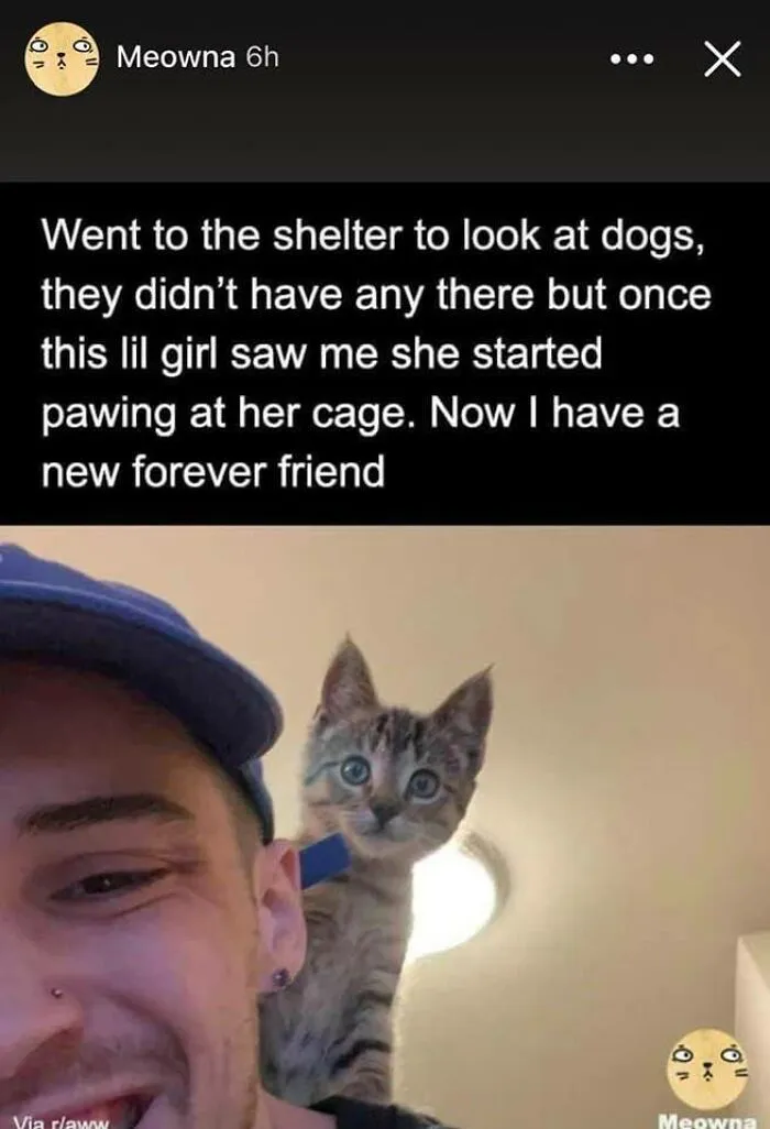 50 Of The Best Cat Posts That Are Impossible Not To Scroll Through