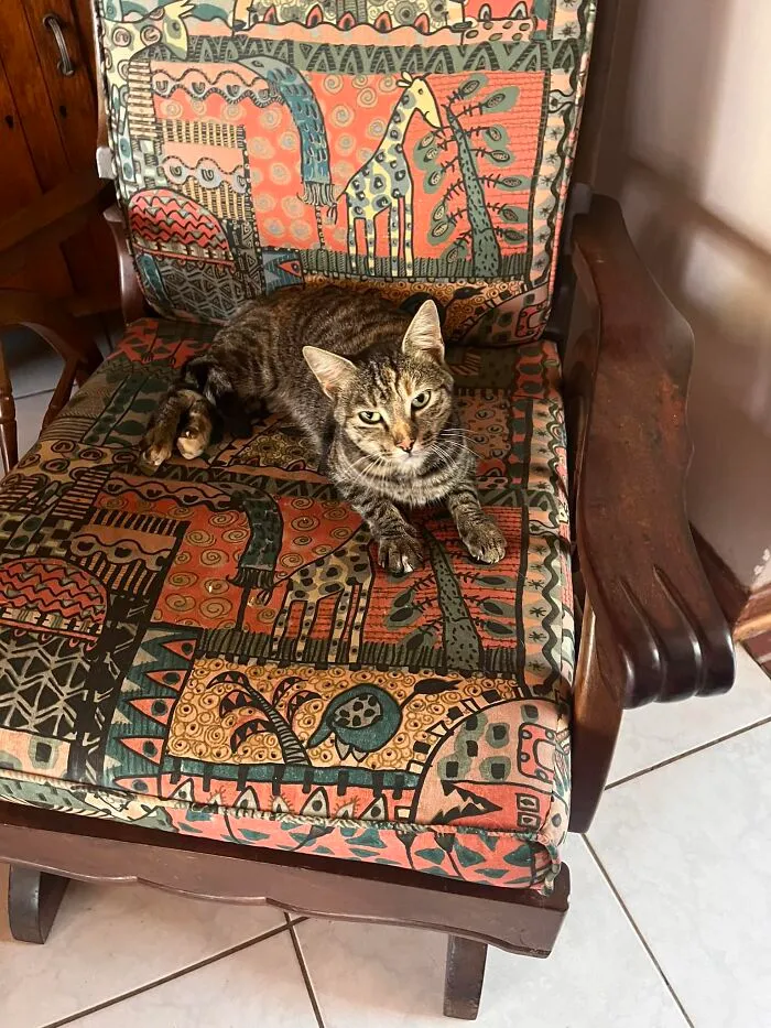Friendly (Or Tsala In Setswana) Got Her Name Because, Of All The Feral Cats We Were Feeding, She Was The Only One Who’d Come To Us For Love And Attention
