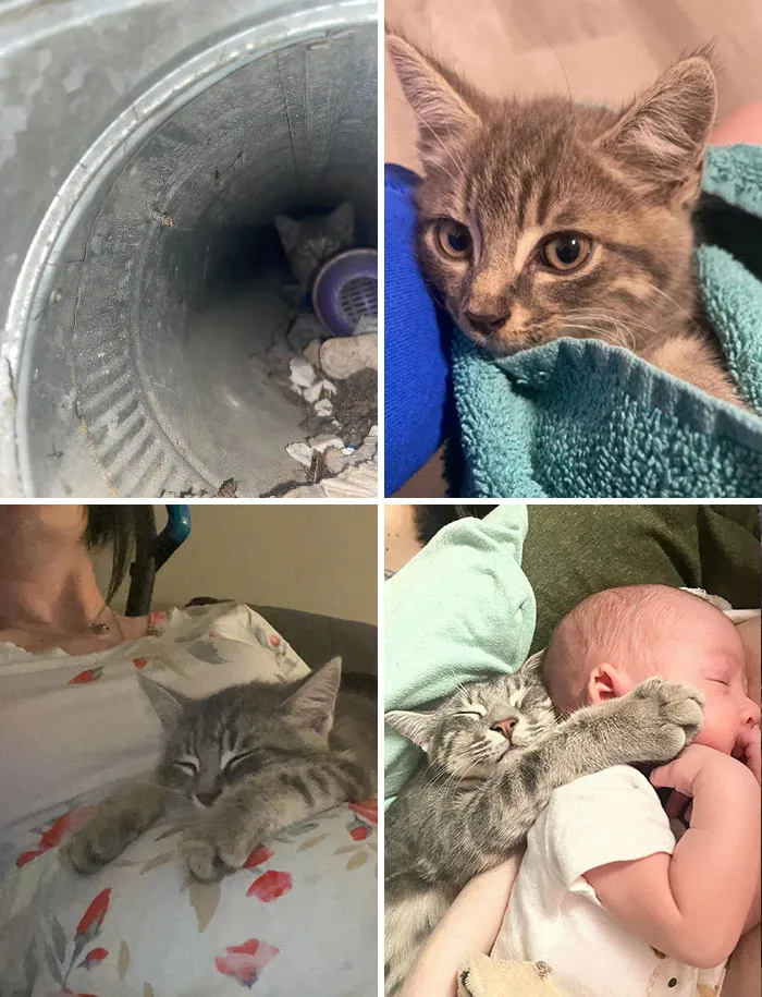 This Is AC The Tunnel Cat