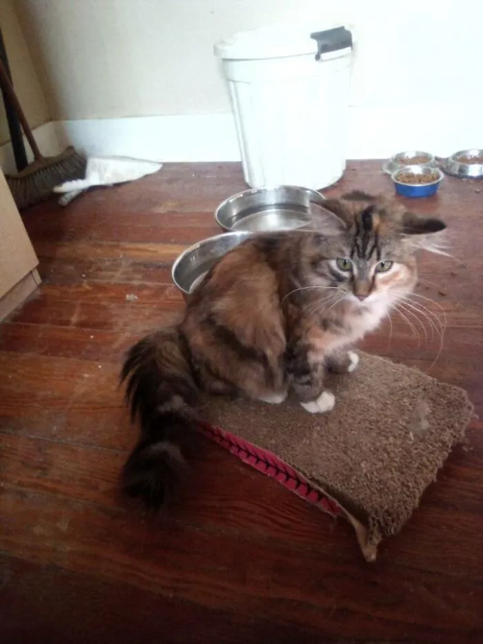This Nmc That I've Been Feeding Since My Dog Brought It Home. I Live 27 Acres Beside My Neighbour And 42 Miles To Town So I Guess I Have A Cat
