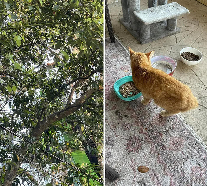 My First My House, Not My Cat!