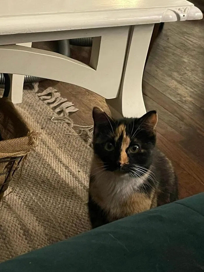 This Kitty Showed Up In My House In Pursuit Of A Rat