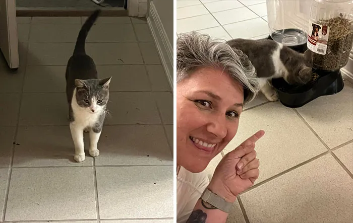 It Finally Happened! This Dude Has Been Hanging Around Our House For The Last Week, Making My Other Cats Super Angry