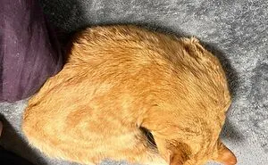 People Are Sharing Photos Of Their Best ‘My House, Not My Cat’ Encounters, And Here Are 50 Of The Newest Pics