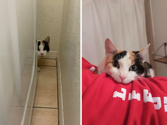 A Couple Of Nights Ago, My Boyfriend’s Sister And Her Fiancé Got A Surprise Guest