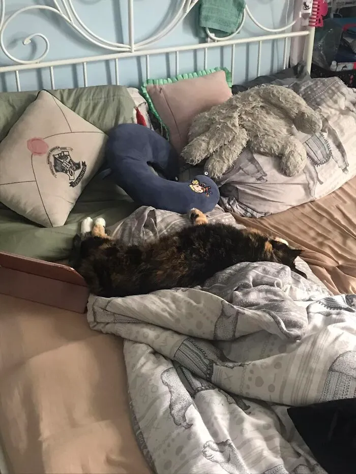 This Is Tiggs. She Belongs To My Neighbour And Likes To Break Into My House