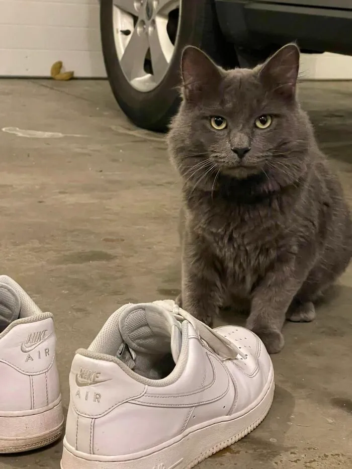 Siva (Formerly Robert) Would Like To Let You All Know, He’s A Healthy Nebelung At 12lbs