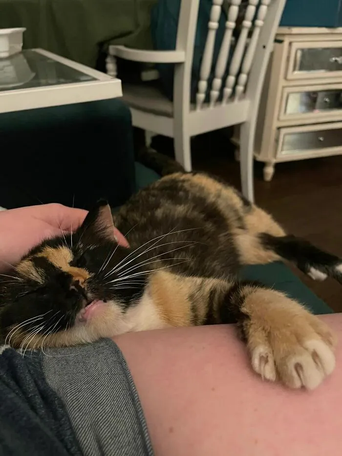 3 Months After My First Post Here, I Think This Chick Has Officially Moved To “My House, My Cat” Status