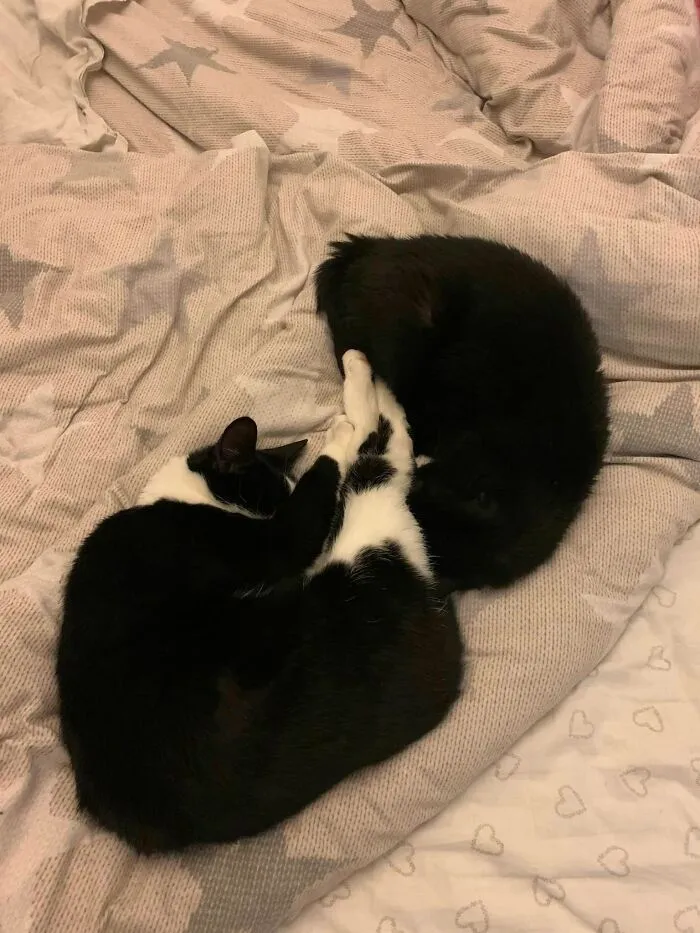 Not My Cat Decided To Snuggle With My Cat For The First Time Ever. He’s Been Visiting Since 2019